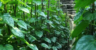 পাবনায় পানের বাম্পার ফলন, দাম না পাওয়ায় হতাশ চাষি